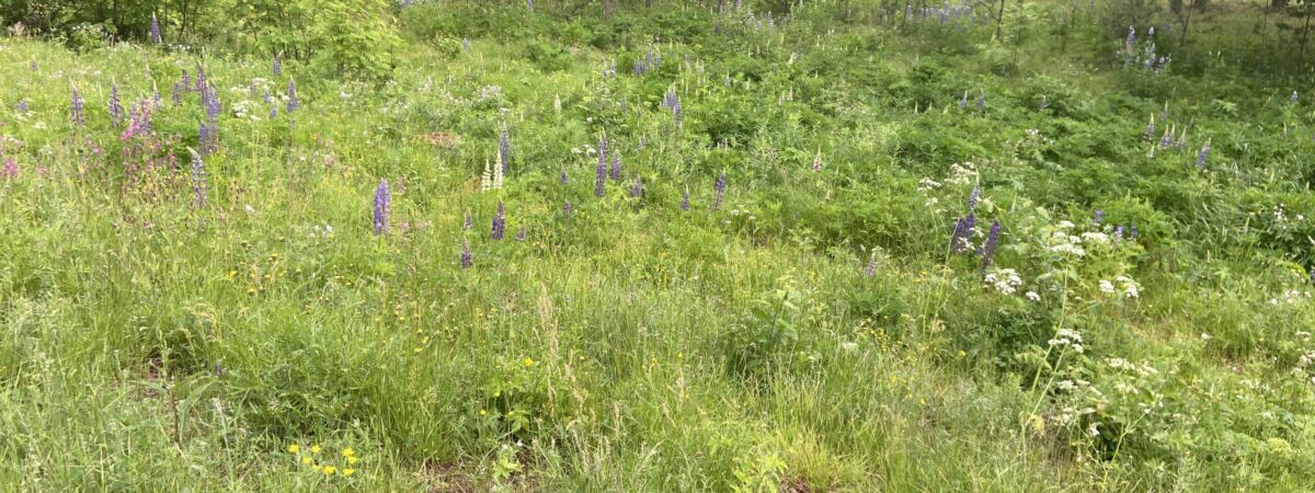 Jokaisella on mahdollisuus vaikuttaa haitallisten vieraskasvien leviämiseen